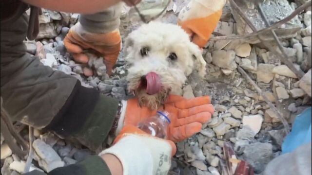 Спасители извадиха куче заклещено под разрушена след сграда в турския