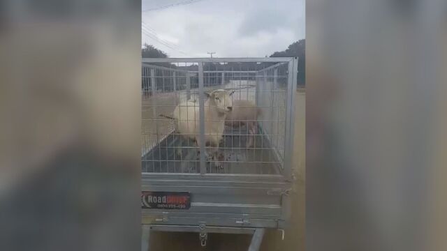Животни бяха евакуирани в Нова Зеландия от жилищни сгради изоставени