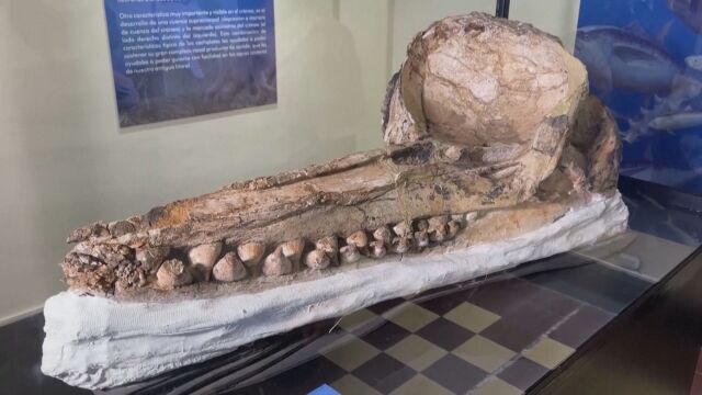 Екип от перуански палеонтолози запазен череп на в пустинята Окукае