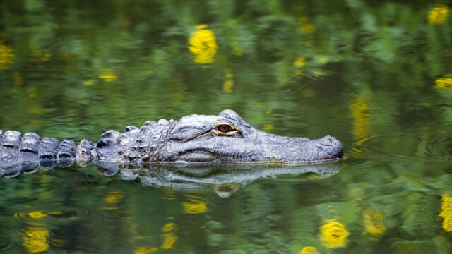 Заловиха алигатор в езеро в парк в Ню Йорк Той