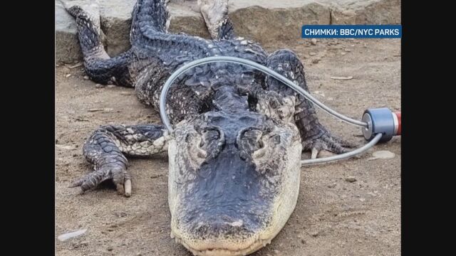Заловиха 4 метров алигатор в езеро в парк в Ню Йорк