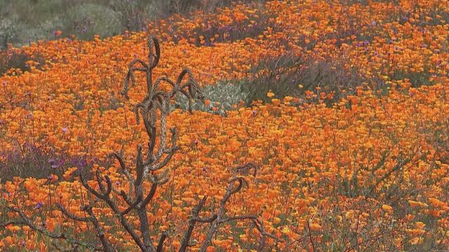Маковите полета на Калифорния вече се изпълниха с красиви оранжеви