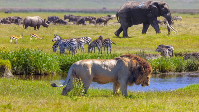 Повече от 330 вида диви животни по света са замърсени