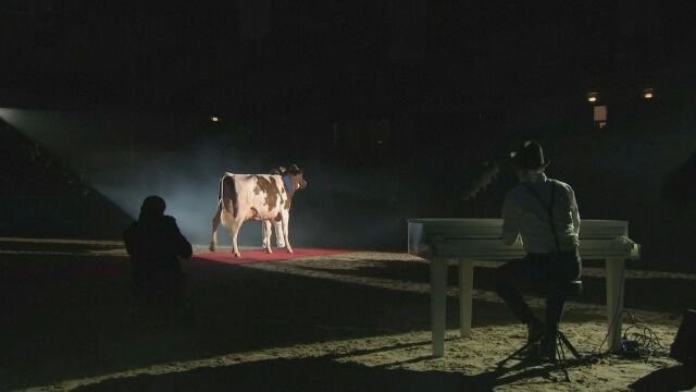 В Германия се проведе традиционният конкурс за най красива крава Чифтокопитните
