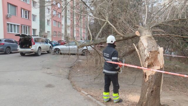 Силният вятър събори дървета и причини щети в София Аварийните