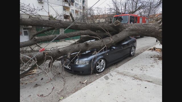 Ураганен порив на вятъра изтръгна огромно дърво в Харманли и