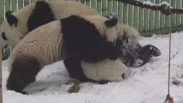 Шест бебета на гигантски панди са се родили само за