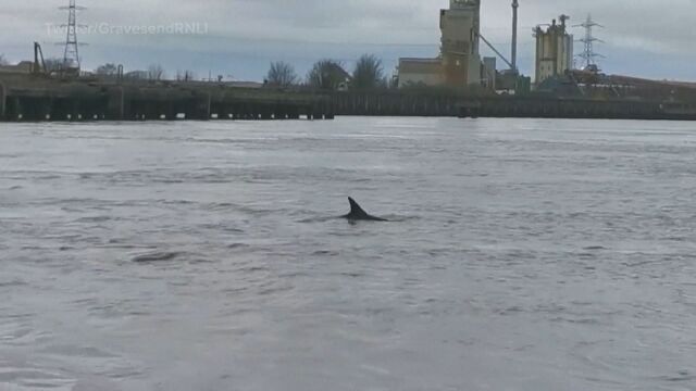 В река Темза отново са забелязани делфини този път