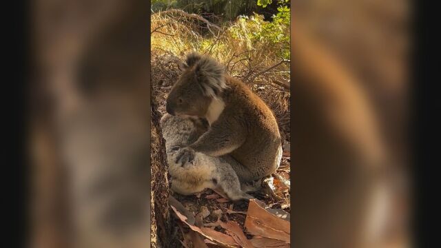 Появиха се сърцераздирателни кадри на коала която скърби за смъртта