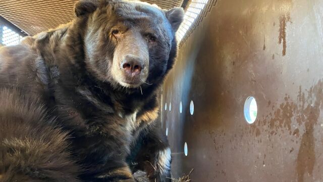 Големите горски пожари в Лос Анджелис принудиха десетки хиляди души