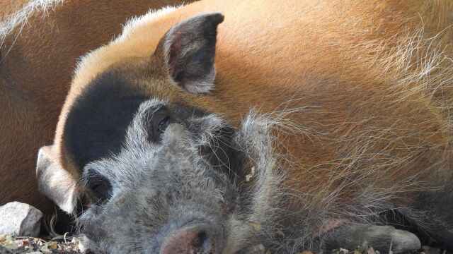 Столичната зоологическа градина има атрактивно предложение към любителите на животните