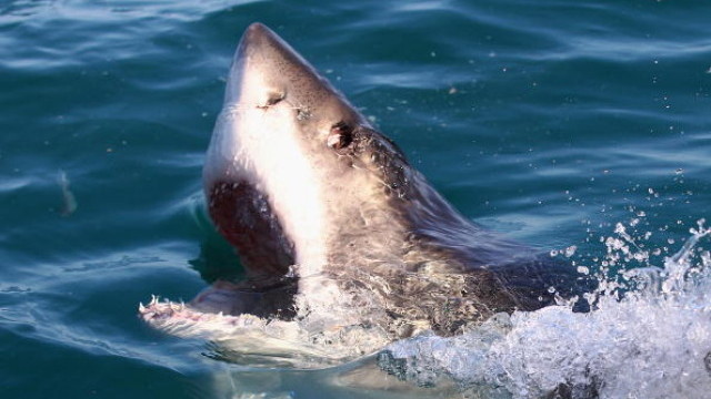 64 годишен британец е тежко ранен след нападение от акула Иницентът