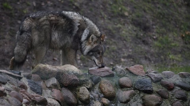 Разрешиха лова на вълци в Чехия но при определени условия