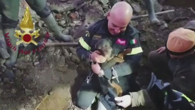 Италиански пожарникари спасиха две кучета, заклещени в лисича бърлога, предаде