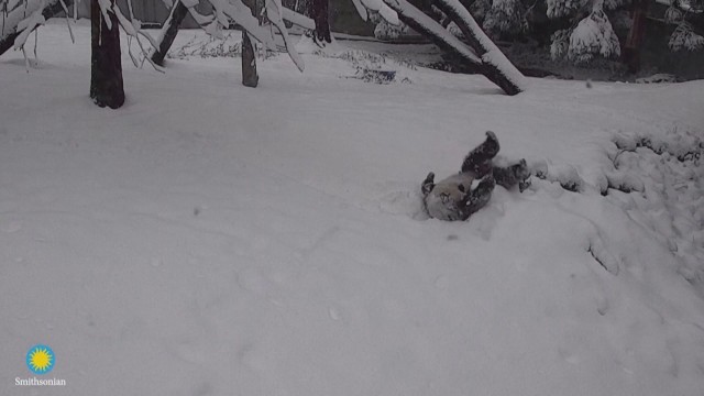 Обилният снеговалеж във Вашингтон не само откри битките със снежни