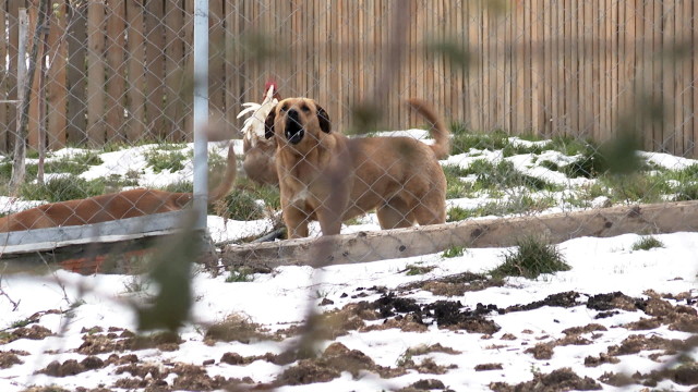 Жителите на ивайловградското село Горноселци алармират за агресивни кучета, които