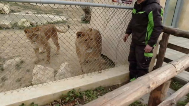 Нова клетка за големите котки във Варненския зоопарк. Лъвчетата Симба