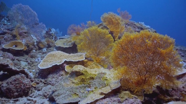 Учени са открили девствен риф с огромни корали и дължина