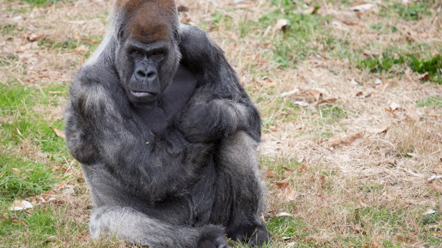 Най старата горила в света почина в САЩ Това съобщиха от