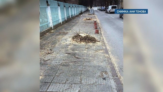 Изсичане на липи на една от улиците в Пазарджик възмути