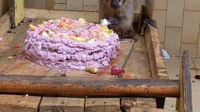 Рожден ден празнуват в Столичната зоологическа градина Днес кафявото капуцинче