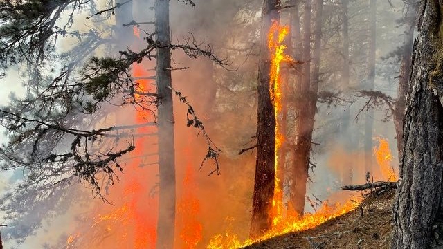 Горски пожар гори над село Осеново край Банско Огънят е