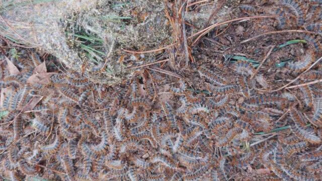 Нашествие от опасни гъсеници в Стара Загора Те са токсични