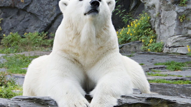 Бяла мечка жена и момче в Аляска съобщи Би Би