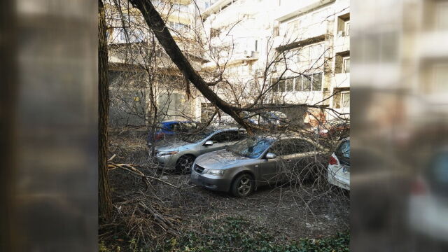 Силният вятър в Пловдив събори дърво което е паднало върху