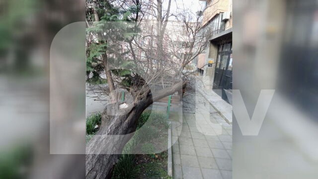 Тежки щети заради ураганния вятър в страната В Пловдив дърво