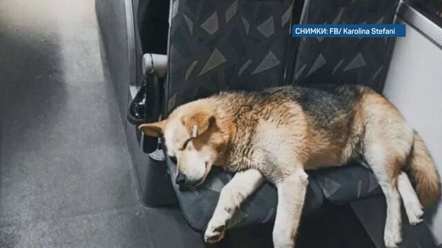 Кучето Сами което стана популярно със самостоятелното си пътуване в