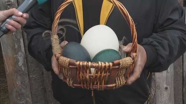 Емутата в бургаския зоопарк снесоха огромни тюркоазени яйца Те са