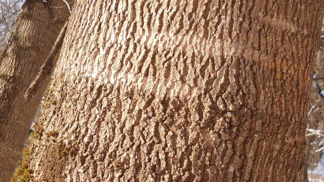 60 годишно дърво от вида полски ясен е било умишлено увредено