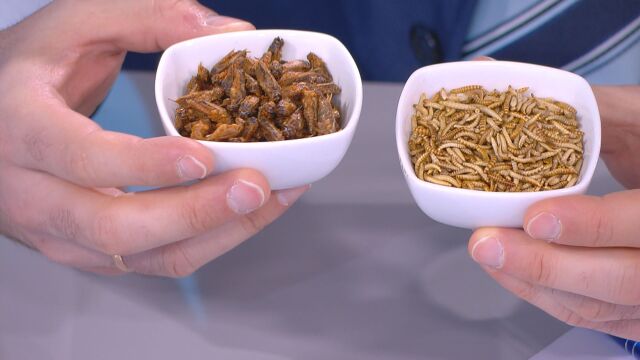 Европейският съюз разреши използването на насекоми в храните Според новия