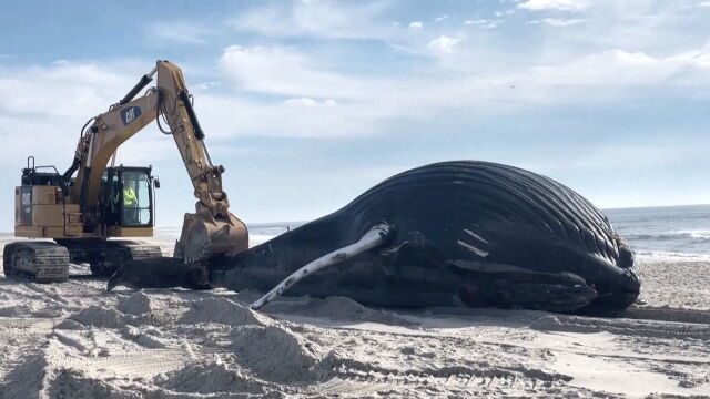 В понеделник сутринта мъжки гърбат кит беше изхвърлен на плажа