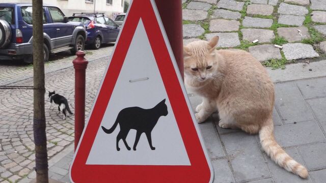Необичаен знак с изобразена котка на него Той е поставен