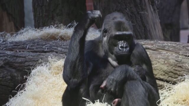 Зоопаркът в Прага има нов обитател Роди се бебе горила