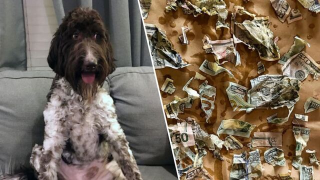 Куче от породата голдън дудъл е изяло плик с 4000
