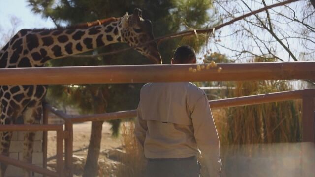 Тежкият живот на жираф в мексикански зоопарк трогна много хора
