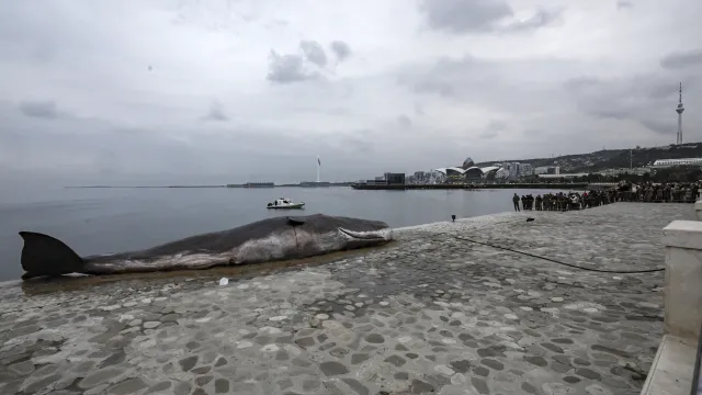  Кит в Борован 