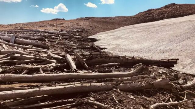 Топящият се лед разкри вековна борова гора в Скалистите планини