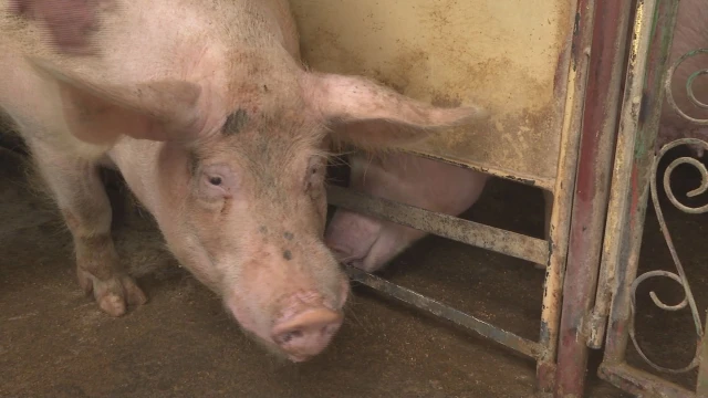 Положителна проба за африканска чума по свинете е установена днес