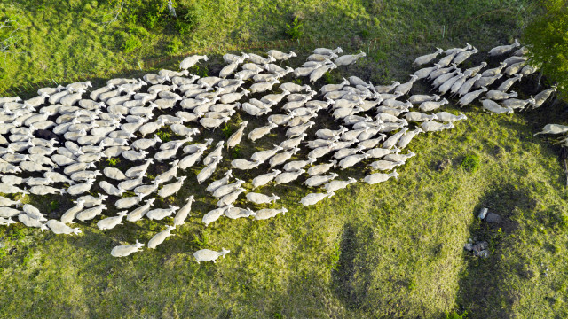 Стадо овце изяде близо 100 кг канабис за медицински цели