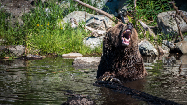 Стадо планински кози спасиха туристи от мечка гризли в националния