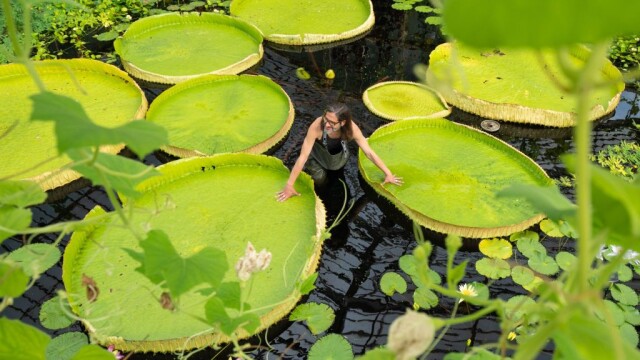 Нов вид гигантска водна лилия откриха във Великобритания Огромното растение