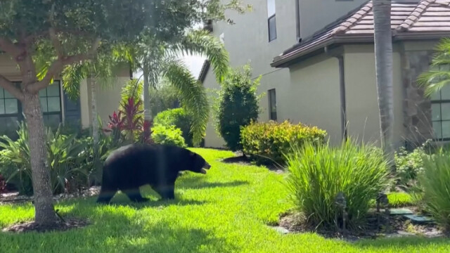 Очевидец във Флорида е заснел голяма мечка която се разхожда