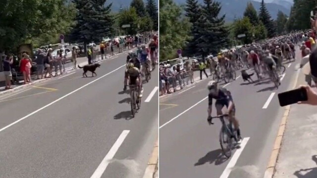 Куче предизвика грандиозно падане на Тур дьо Франс