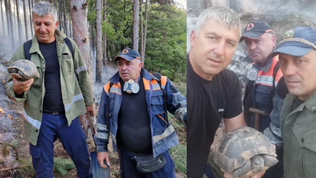 Пожарникари от РСПБЗН Пазарджик спасиха костенурка опитваща се да се изплъзне