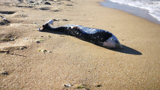 Значително се е увеличил броят на умрелите делфини по крайбрежието