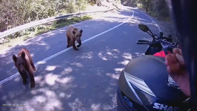 Ако срещнем мечка на пътя не трябва да ѝ даваме